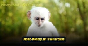 Albino-Monkey.net Travel Archives