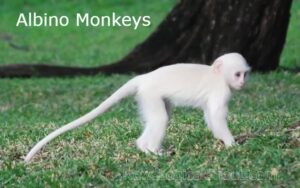 Albino Monkeys