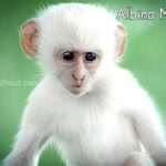 Albino Monkeys