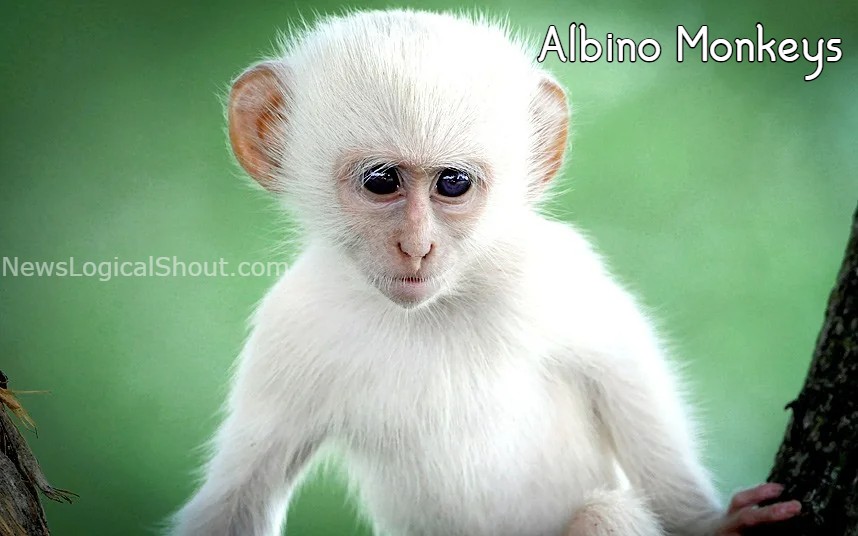 Albino Monkeys