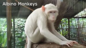 Albino Monkeys